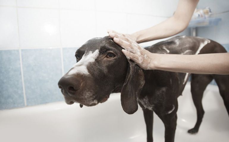 Veterinário orienta sobre cuidados com cães durante os banhos em casa