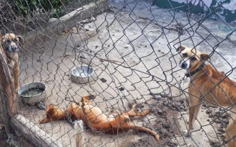 Polícia encontra cães desnutridos amarrados com correntes no interior de SP; um estava morto