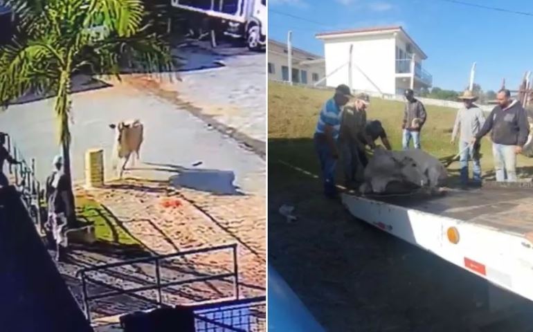 Vaca foge de pasto e volta para casa de guincho após captura no interior de SP