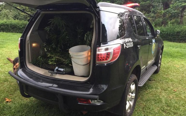 Empresário é preso após polícia apreender pés e mudas de maconha em Avaré