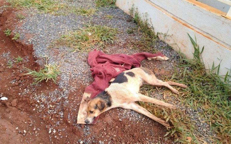 ONG denuncia motorista de ônibus por atropelar cachorra e fugir sem prestar socorro no interior de S