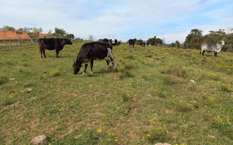 Após denúncia, equipes encontram animais mortos e bovinos em situação de maus-tratos em sítio