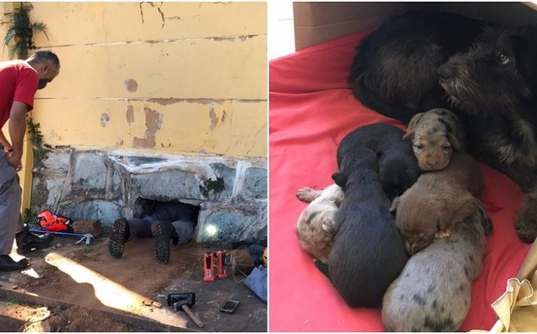 Bombeiros resgatam filhores de cães em prédio abandonado