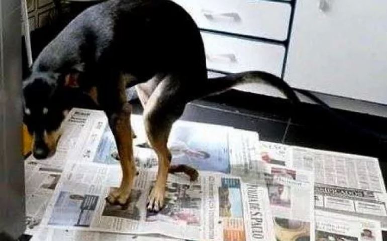 Globo lixo e Folha de S.Paulo - os jornais PETs passam vergonha perante o mundo! (veja o vídeo)