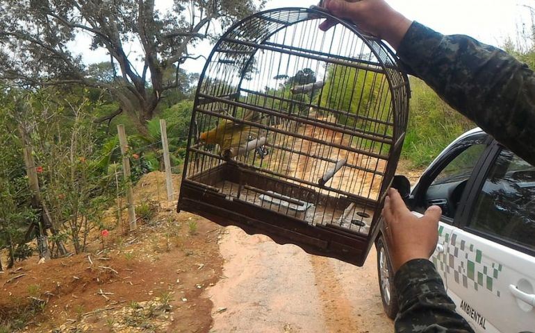 Homem é preso após polícia encontrar aves silvestres e armadilhas em propriedade rural