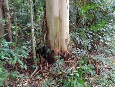 Cachorro é resgatado após ser achado acorrentado em árvore do horto de Avaré