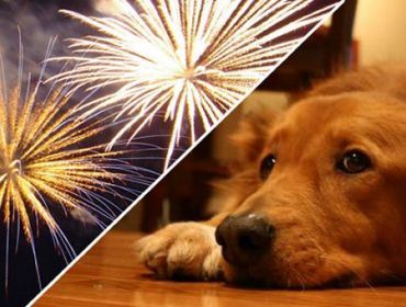 Câmara vota hoje Projeto de Lei que proíbe uso de fogos de artifícios