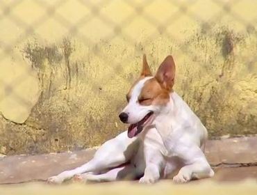 Número de denúncias de maus-tratos a animais diminui durante o período de quarentena em Itapetininga