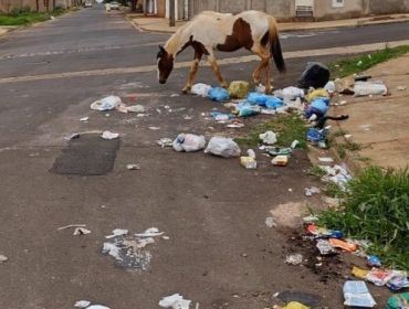 CAVALOS SOLTOS NA RUA ESPALHAM LIXO NO JARDIM TROPICAL