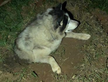 Cachorro levado em furto de sítio é encontrado parcialmente enterrado em Guareí