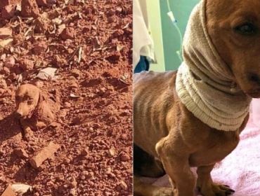 Mulher diz à polícia que marido enterrou cachorro vivo porque animal ficou ferido após briga