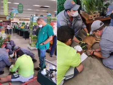 Veado invade supermercado no interior de SP e é capturado após escorregar no piso