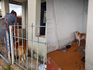 Polícia resgata cachorro que ficou sozinho em casa após morte dos donos em Avaré