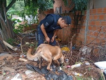 Com ajuda de cão farejador, Guarda Municipal apreende várias porções de drogas em Itararé