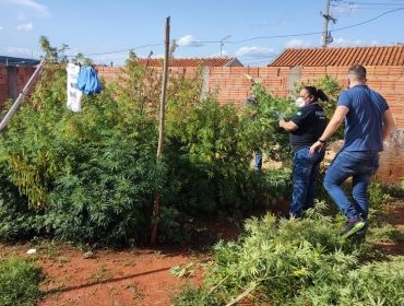 Homem é preso com plantação de maconha no quintal de casa em Capão Bonito