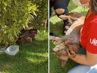 ONG resgata cadela ferida que foi amarrada no sol em frente a condomínio de Itapetininga