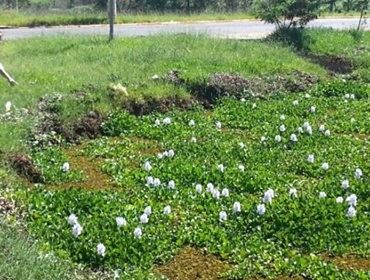 Infestação de planta aquática cobre superfície de lago em Avaré