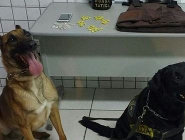 Cães farejadores ajudam policiais na apreensão de crack em Tatuí