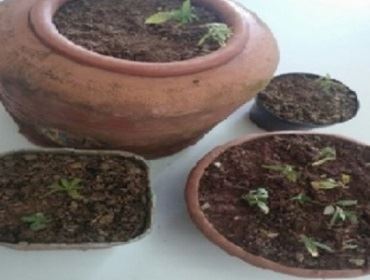 Polícia Militar prende homem com plantação de maconha em casa