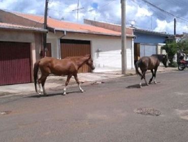 Cavalos soltos causam preocupação em Avaré