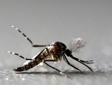 Medo do Aedes faz venda de repelente disparar e impulsiona novos negócios