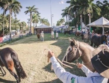 Avaré está no roteiro nacional da raça Crioula