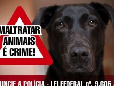 Homem golpeia com martelo animal de estimação em Avaré.