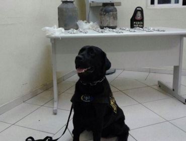 Cão policial Xandy encontra drogas enterradas em mato próximo ao Bairro Vera Cruz