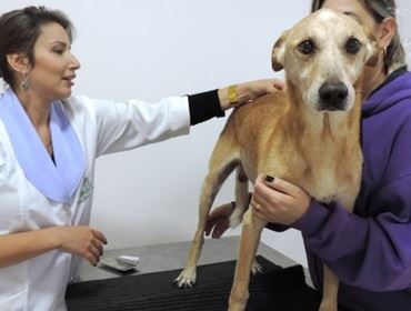 Acupuntura com eletroestimulação e até implante de ouro ajuda a aliviar dores nos animais