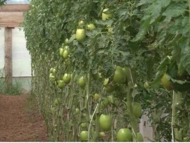 Projeto incentiva agricultores familiares a produzirem alimentos sem agrotóxicos