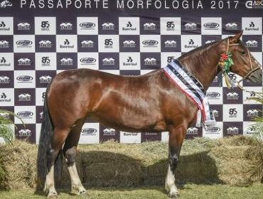 Pista de Avaré classifica Cavalos Crioulos para a Expointer