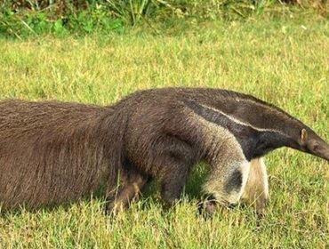 Depois de estudos na região, cientistas alertam: Tamanduá-bandeira pode acabar no Cerrado de SP