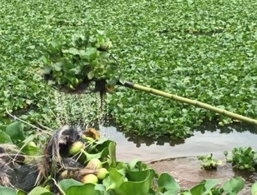 Limpeza do lago do bairro Brabância continua