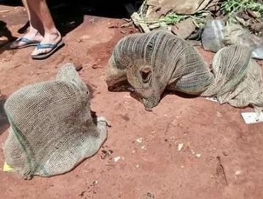 Filhotes de cães são encontrados em sacos de batata jogados em caçamba