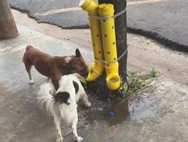 Comerciante instala dispositivo com comida e água de graça para animais de rua, e ação viraliza