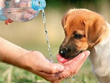 Seu pet está sofrendo com o tempo seco? Veja dicas para amenizar os efeitos