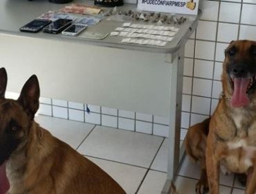 Cães da PM voltam a 'sorrir' em apreensão de drogas em Tatuí