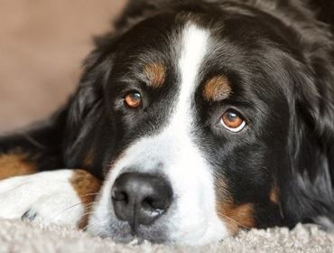 Especialista dá dicas de como lidar com doenças cardíacas nos pets