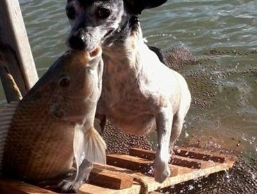 Cadela pesca em lago de fazenda e vira atração; veja o vídeo