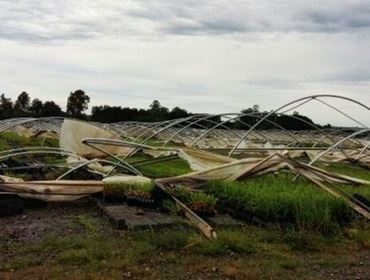 Chuva destrói estufas de eucalipto e cana; prejuízo chega a R$ 30 milhões