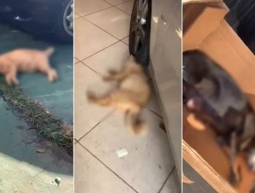 Mulher denuncia morte de cachorra e gatos de estimação em condomínio: 'Deram veneno'