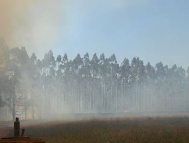 Fogo consome plantação de cana e eucalipto na região de Itapetininga