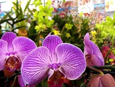 Botucatu sediará 26ª exposição de orquídeas na escola Angelino