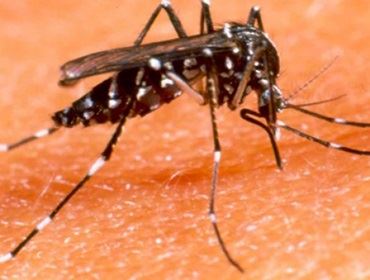  Prefeitura vai intensificar combate ao Aedes aegypti