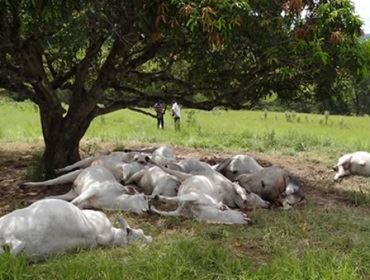 Descarga elétrica mata boiada no Bairro de Anhumas