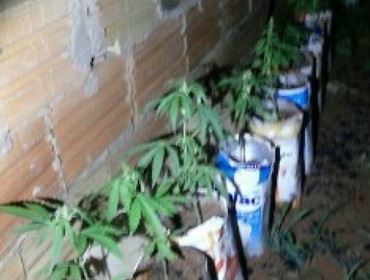 Plantação de maconha é descoberta em casa de Avaré