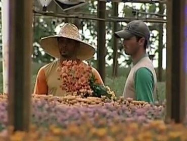 Produção de flores aumenta para o Dia de Finados em Paranapanema