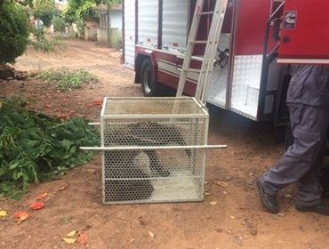 Bombeiros resgatam tamanduá-bandeira em quintal de casa