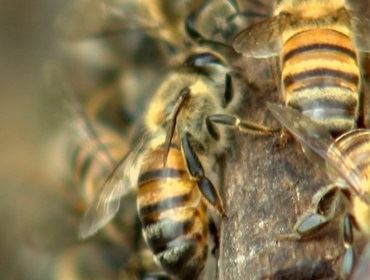 Pesquisadores criam soro para picada de abelhas