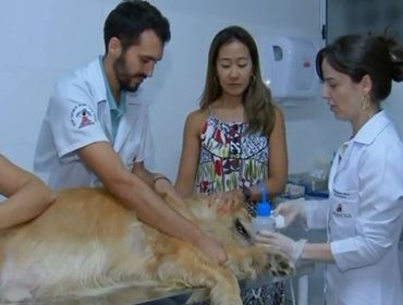 Veterinária cria primeiro banco de sangue para pets na região de Bauru